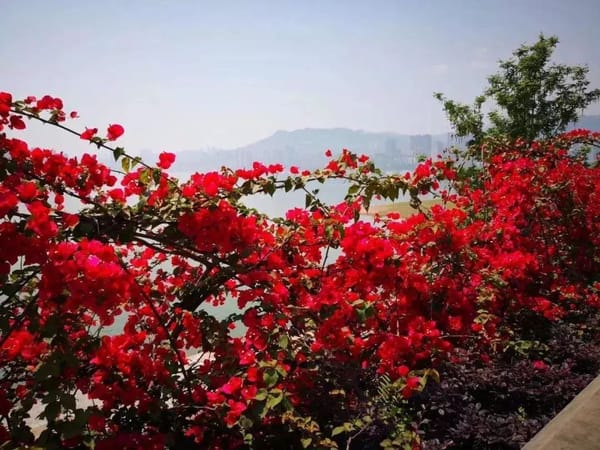 廣州全市實體書店、“花城書房”、農家書屋、報刊亭等連成“紅色書海”—— 木棉盛放，書香羊城換“紅裝”